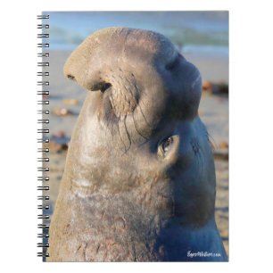 Elephant Seal bull Notebook