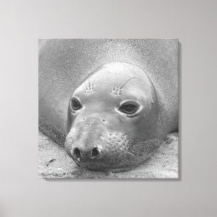 Elephant Seal Canvas Print