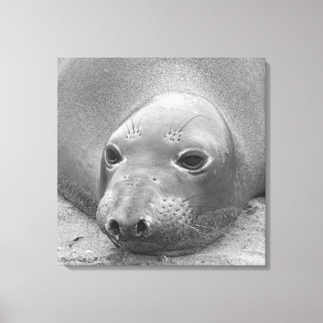 Elephant Seal Canvas Print (Front)