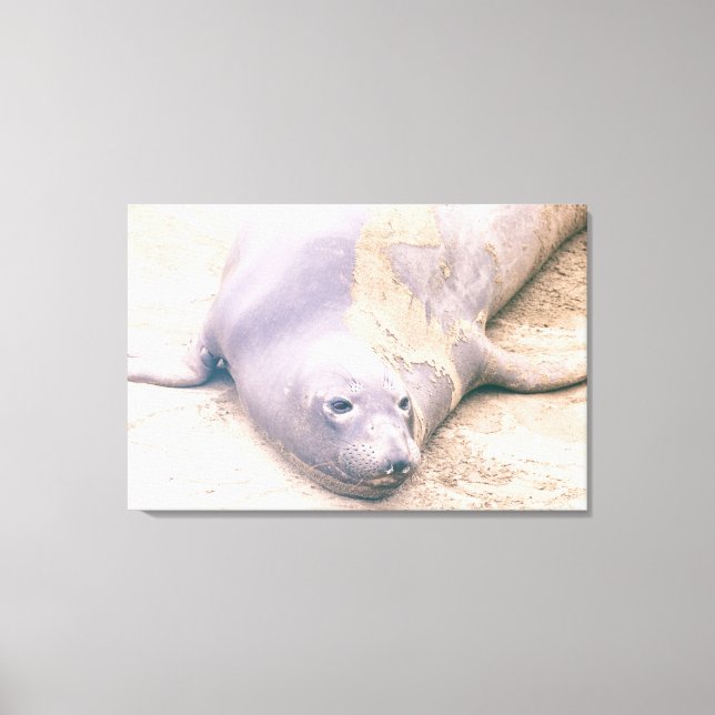 Elephant Seal Canvas Print (Front)