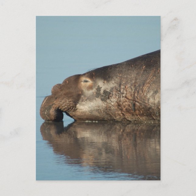 Elephant Seal Postcard (Front)