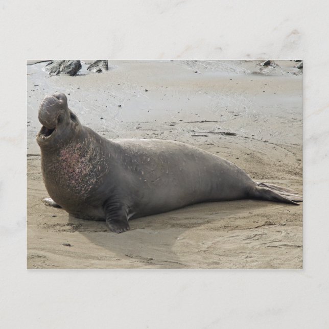 Elephant Seal Postcard (Front)