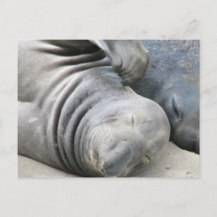 Elephant Seal Postcard