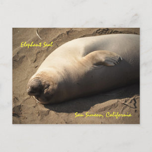 Elephant Seal San Simeon, California Postcard