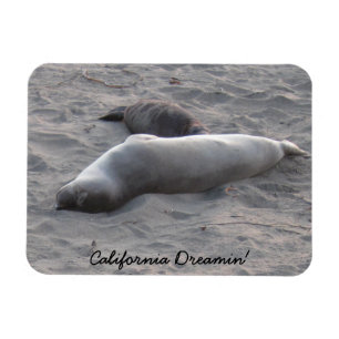Elephant Seals at Piedras Blancos Beach Magnet