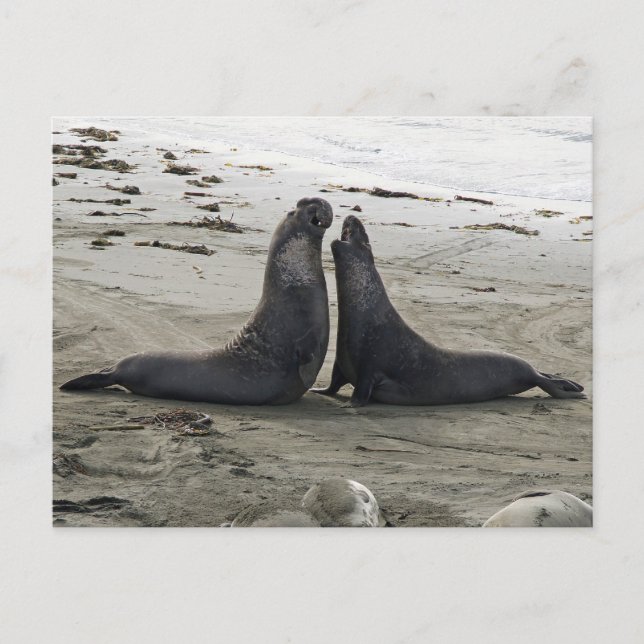 Elephant Seals Fighting Postcard (Front)