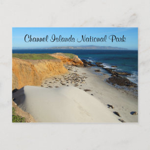 Elephant Seals, San Miguel Island, Channel Islands Postcard