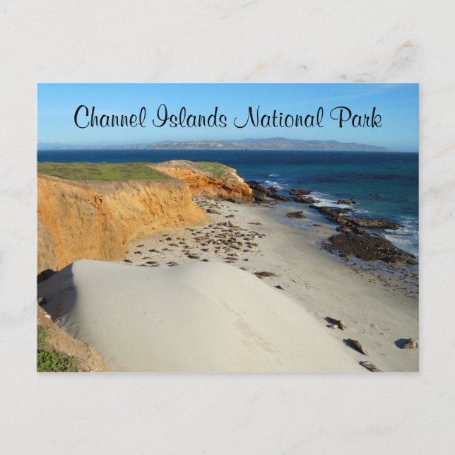 Elephant Seals, San Miguel Island, Channel Islands Postcard (Front)