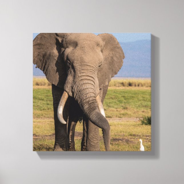 Elephant Searching Canvas Print (Front)