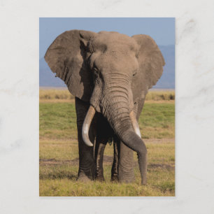 Elephant Searching Postcard