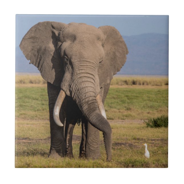 Elephant Searching Tile (Front)