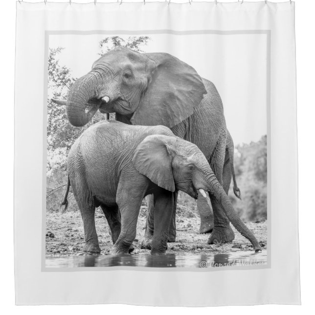 Elephant Shower Curtain (Front)