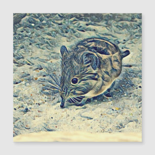 elephant shrew (Macroscelididae])