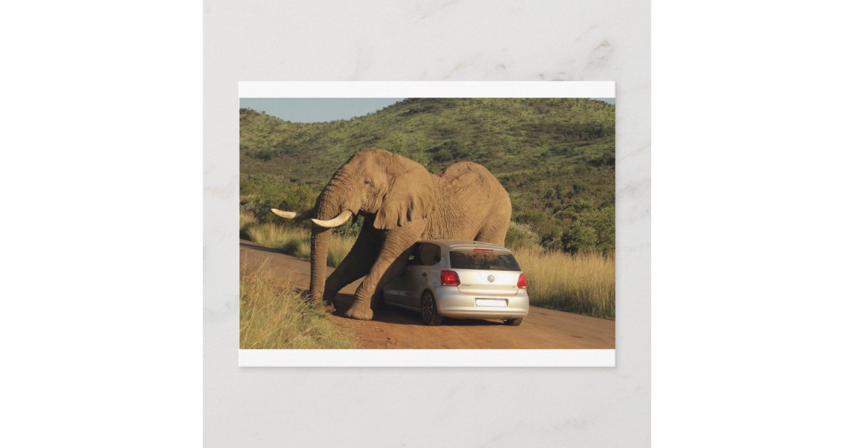 Elephant Sits On It Postcard | Zazzle