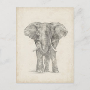 Elephant Sketch Postcard
