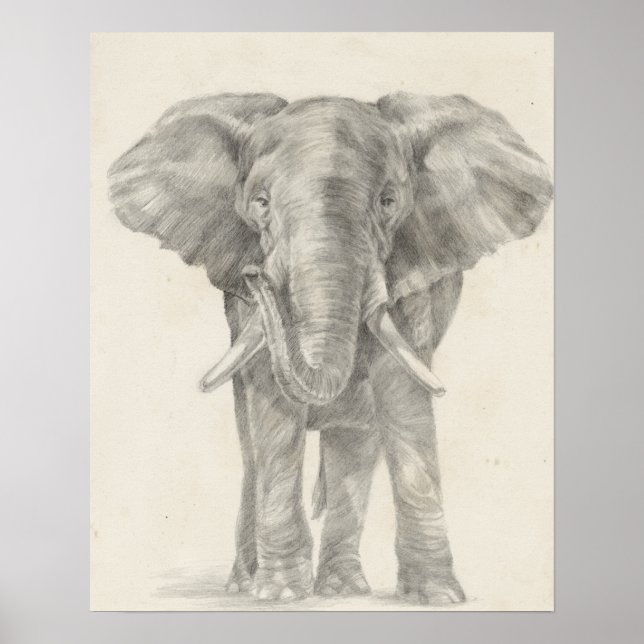 Elephant Sketch Poster (Front)