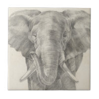 Elephant Sketch