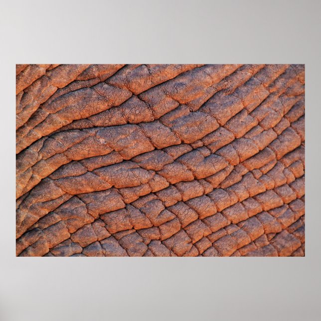 Elephant skin elephant poster (Front)