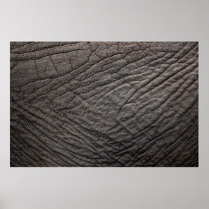 Elephant skin texture pachyderm poster