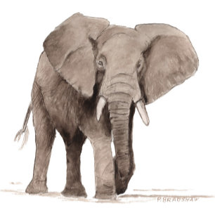 Elephant Sticker