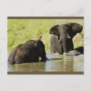 Elephant swimming (african elephant) postcard