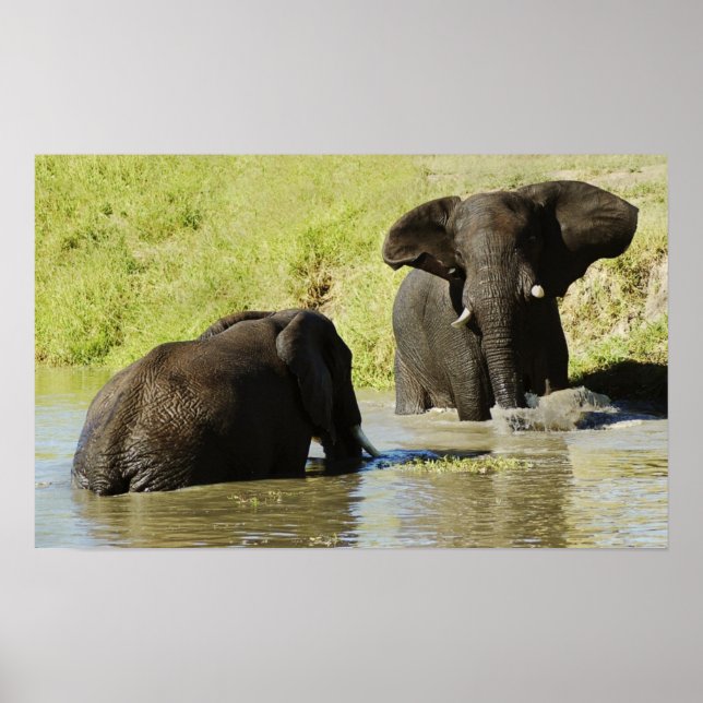 Elephant swimming (african elephant) poster, print (Front)