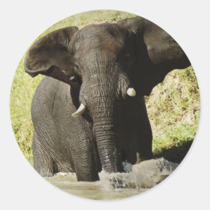 Elephant swimming (african elephant) sticker