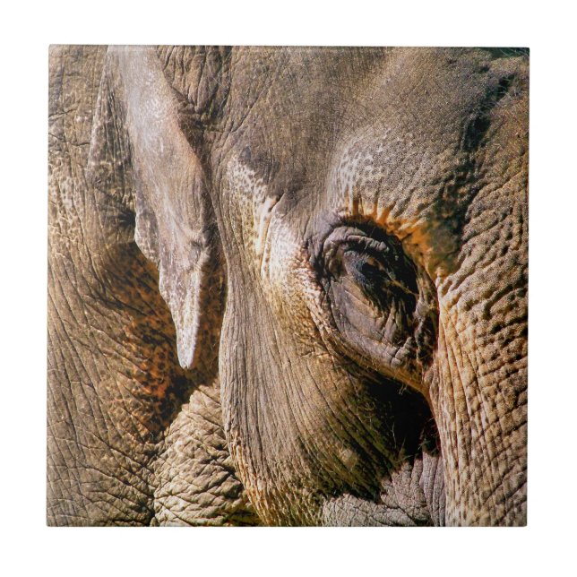 ELEPHANT TILE (Front)