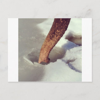 Elephant Trunk Postcard