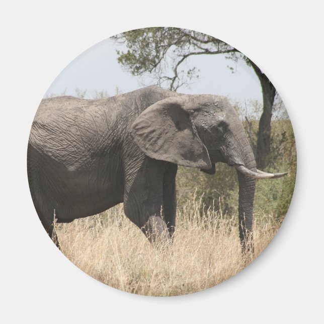 elephant tusk magnet (Front)