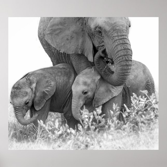 Elephant & Two Calves | Samburu Poster (Front)