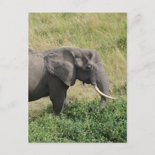 Elephant-Uganda-Africa-2 Postcard (Front)