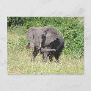 Elephant Uganda Africa Postcard