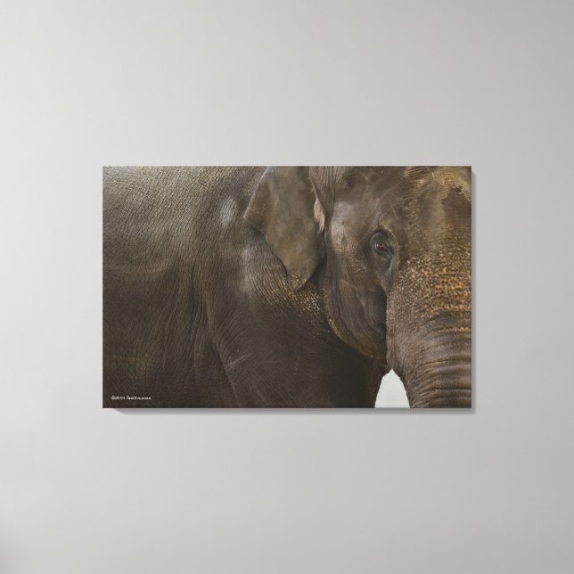 Elephant Up-Close Canvas Print (Front)