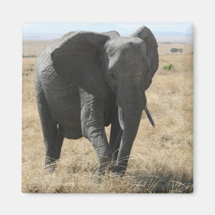 elephant walk magnet