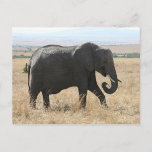elephant walk postcard