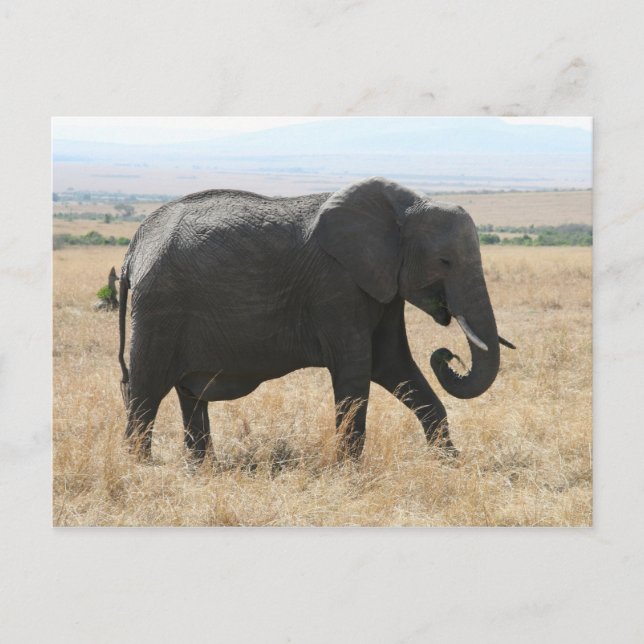 elephant walk postcard (Front)