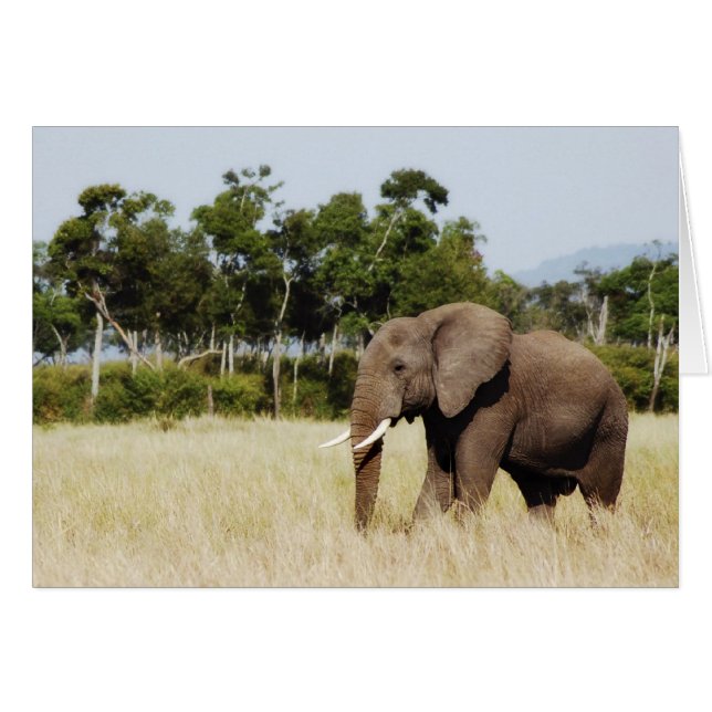 Elephant walking Masai Mara Plains, Kenya card (Front Horizontal)