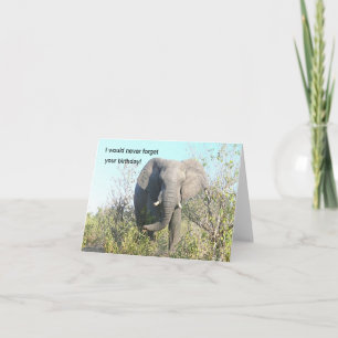 ELEPHANT WALKING TOWARD CAMERA CARD