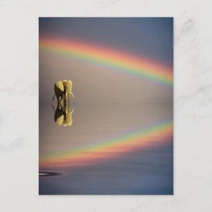 Elephant, Water & Rainbow, Kenya Postcard