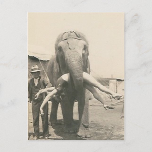 elephant with girl in mouth postcard (Front)