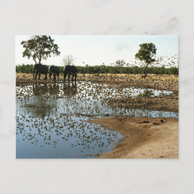 Elephants and Birds 2 postacrd Postcard (Front)