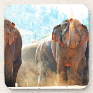 Elephants Animals Safari Destiny Peace Love Coaster