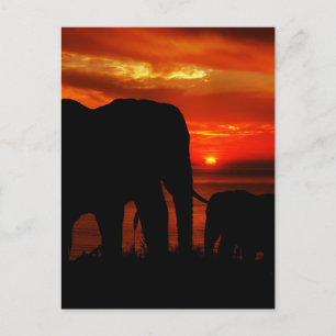 Elephants at Sunset Postcard