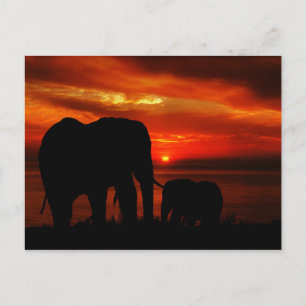 Elephants at Sunset Postcard