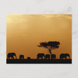 Elephants at Sunset Postcard