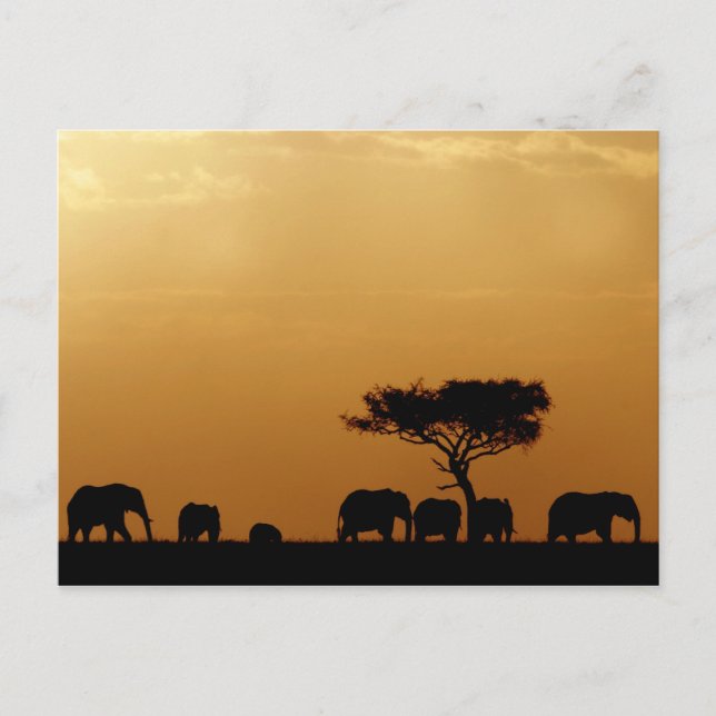 Elephants at Sunset Postcard (Front)
