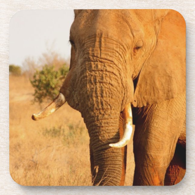 Elephants Coaster (Front)