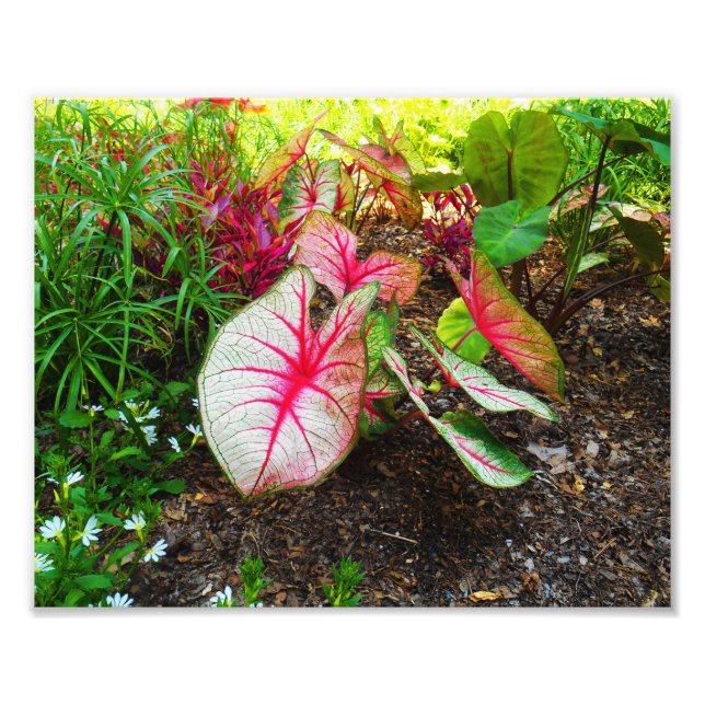 Elephant's Ear Photo Print (Front)