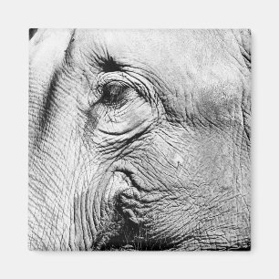 Elephants Eye, 2017 Magnet